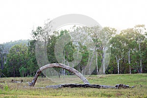 Bent Tree Trunk In An Australian Landscape