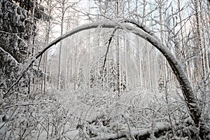 Bent Tree in Winter