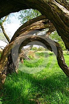 Bent trees