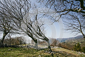 Bent trees of constant bora wind