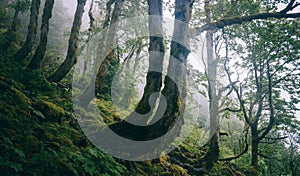 Bent Trees on the Mountainside