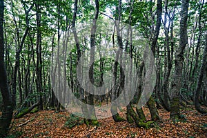 Bent trees in a mystery forest