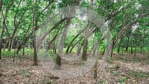 Bent trees