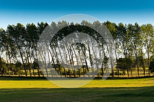 Bent Trees photo