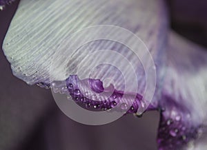 Bent tulip petal with drops of water