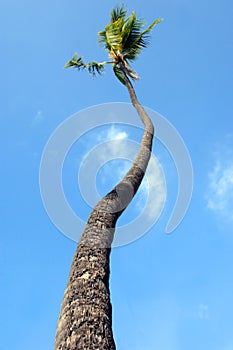 Bent and Twisted Palm