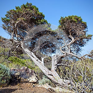 Bent by winds pine tree in El Hierro