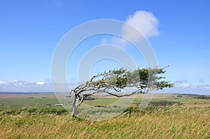 Bent and windswept Tree Shaped by Constant Wind photo