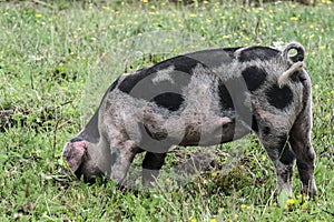 Bentheimer Landschwein