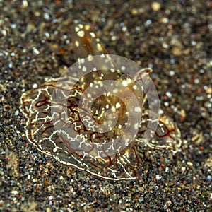 Benthic comb jelly, Platyctenida. Scuba diving in North Sulawesi, Indonesia