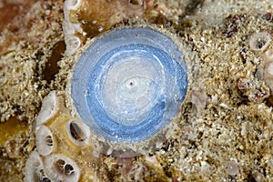 Benthic Foraminifera photo