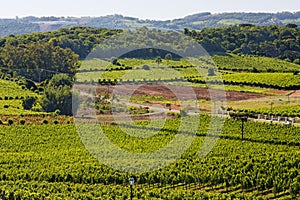 Bento Goncalves Vineyards