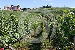 Bento Goncalves Vineyards photo