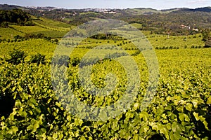 Bento Goncalves Vineyards