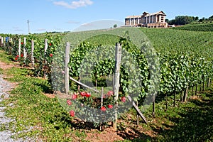 Bento Goncalves Vineyards photo