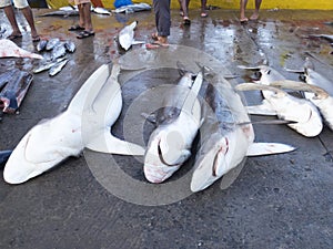 Bentota fish market, Sri Lanka