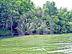 Bentota lake