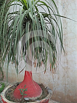 BEOCARNEAE RECURVATA /PONYTAIL PALM