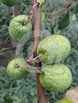 Ber fruit tree, Indian jujube fruit