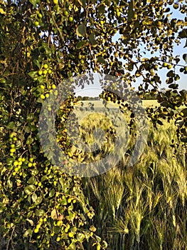 Ber fruit tree in the wheat farm.