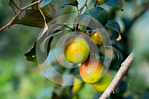 Ber or jujube, Indian plum, also known as jujube or apple ber