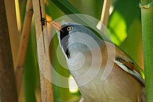 Beraded tit, male - reedling panurus biarmicus gets food from cane. close up.