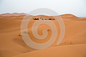 Berber camel caravan in Erg Cheggi before sunrise, Sahara desert, Morocco