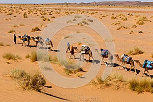 Berber comes with a caravan of camels in the desert