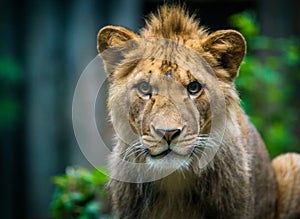 Berber lion cub portrait in zoo