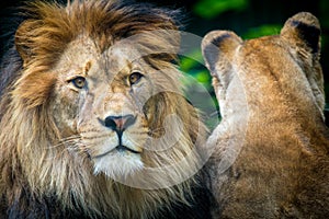 Berber lion with a lioness portrait