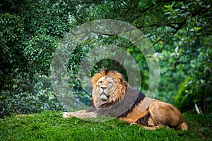 Berber lion portrait in forest