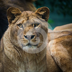 Berber lion portrait in nature park