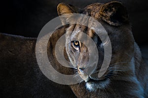 Berber lioness portrait in nature park