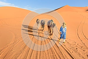 Berber man leading camel caravan in Erg Chebbi Sand dunes in Sahara Desert near Merzouga, Morocco