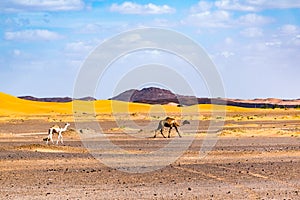 Berber man leading camel caravan, Merzouga, Sahara Desert, Morocco