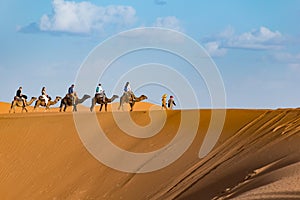 Berber man leading camel caravan, Merzouga, Sahara Desert, Morocco