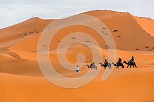 Berber man leading camel caravan, Merzouga, Sahara Desert, Morocco photo