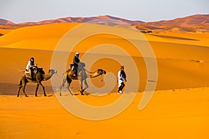 Berber man leading camel caravan, Merzouga, Sahara Desert, Morocco