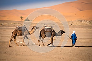 Berber man leading caravan, Hassilabied, Sahara Desert, Morocco