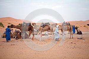 Berber men with camels