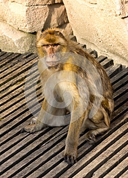 Berber monkey