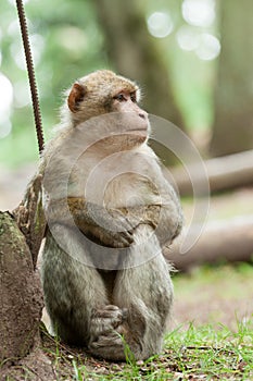 Berber Monkey