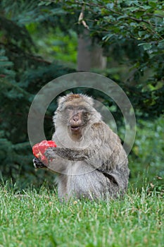 Berber Monkey