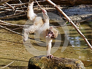 Berber monkey