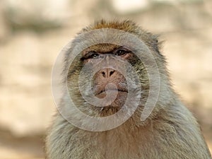 Berber monkey