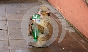 Berber monkey with bottle