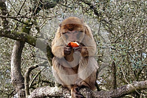 Berber monkey eating orange