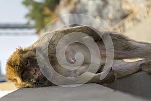 A berber monkey in Gibraltar