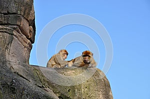 Berber monkey looking for fleas