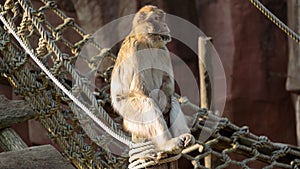Berber monkey (Macaca sylvanus) in a zoo photo